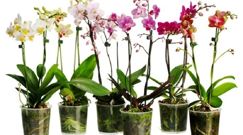 Где купить горшки для орхидеи в Москве и как ухаживать за растением
