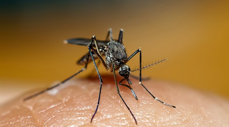 Как избавиться от комаров быстро и надолго народными средствами