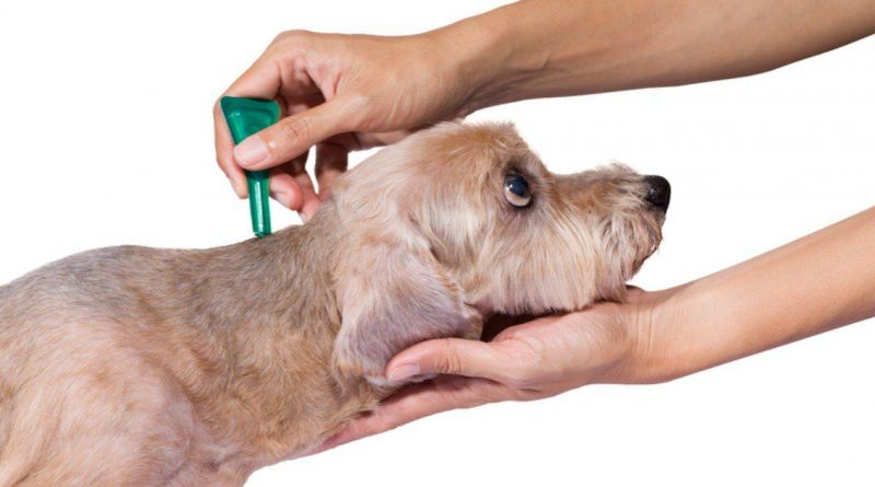 Где купить ветеринарные препараты для собак в Украине по доступной цене