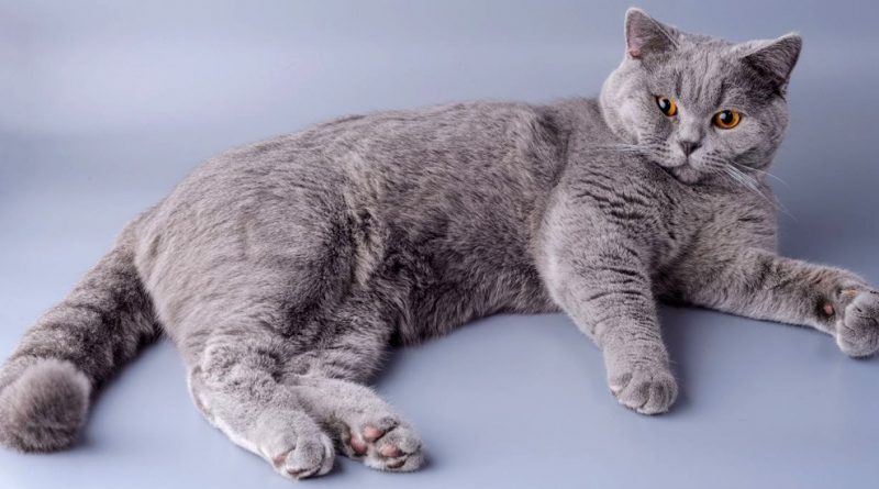 Как влияет порода кошек на характер питомца