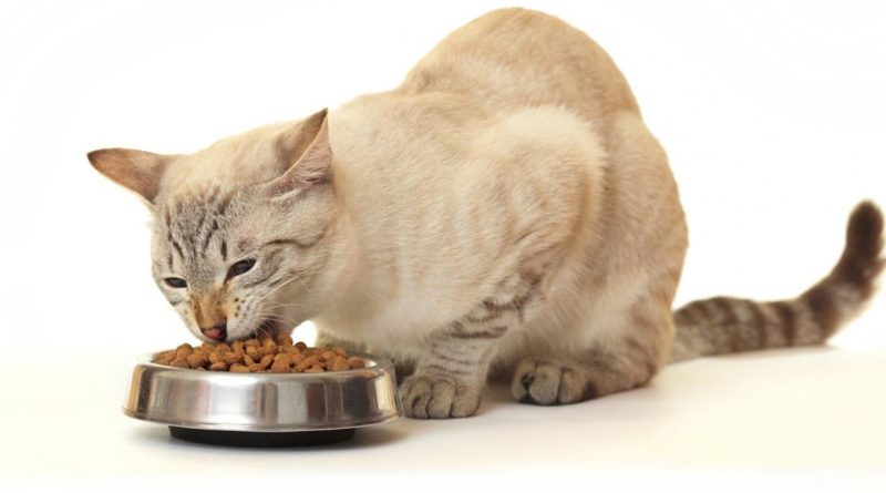 Какой выбрать корм для кошки и на чем акцентировать внимание