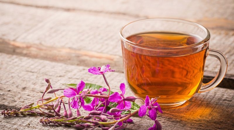 Иван чай польза и вредность для здоровья человека