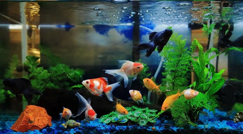 Выбор аквариума: с чего начать новичку