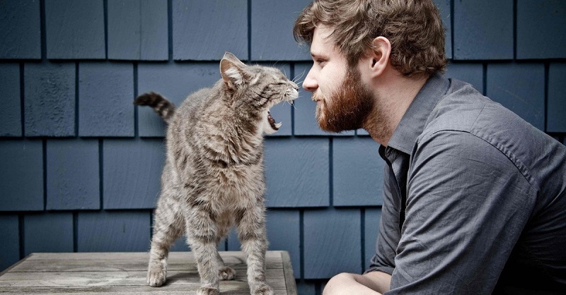 Кому стоит завести кошку, а кому лучше воздержаться