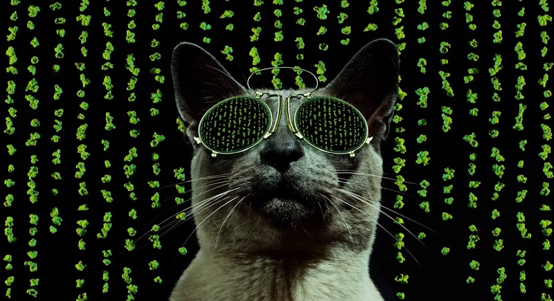 10 странных историй о котах и сбоях в Матрице: реальные случаи из соцсетей