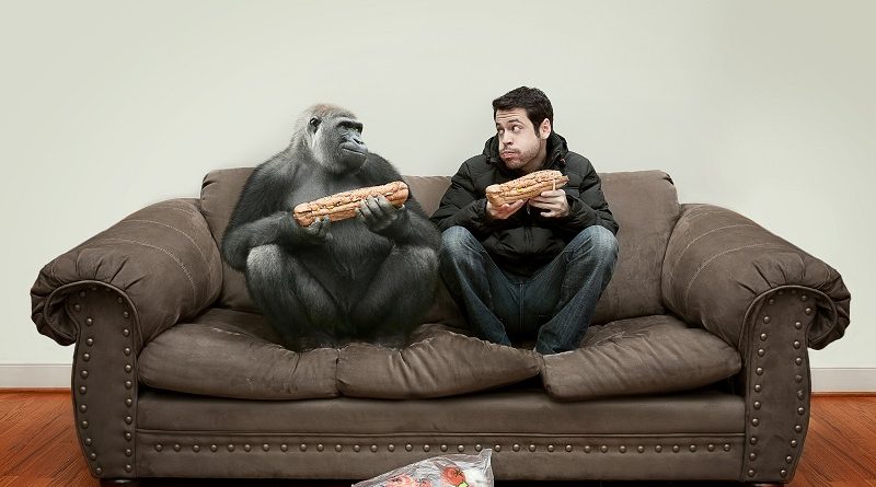 Могли ли люди и животные появиться «из ниоткуда»? Аналитический взгляд