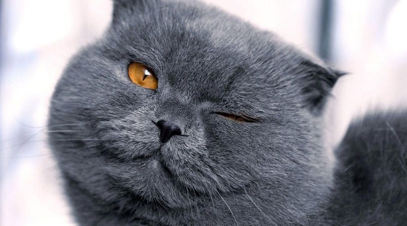 Коты-проводники: мистические спутники человека